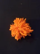 orange pom oim